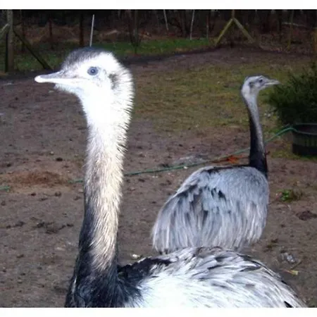 Apartment Jaegerswalde *